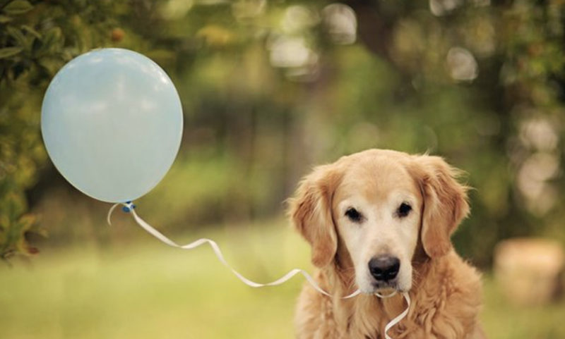 L'intelligence d'un Golden Retriever lui permet de prédire avec précision le sexe du nouveau-né de parents humains