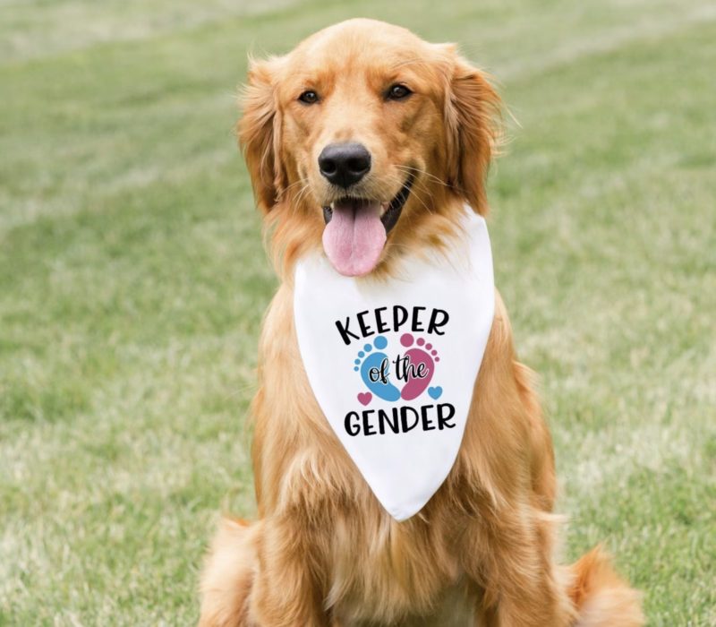 L'intelligence d'un Golden Retriever lui permet de prédire avec précision le sexe du nouveau-né de parents humains