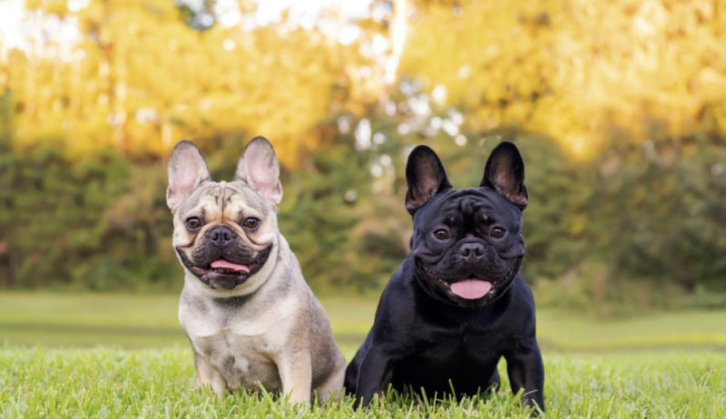 Le bouledogue français vient de remporter la couronne en tant que meilleure race de chien d'Amérique, faisant tomber le Labrador Retriever de son trône après 31 ans
