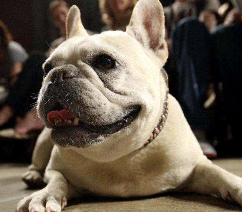 Le bouledogue français vient de remporter la couronne en tant que meilleure race de chien d'Amérique, faisant tomber le Labrador Retriever de son trône après 31 ans