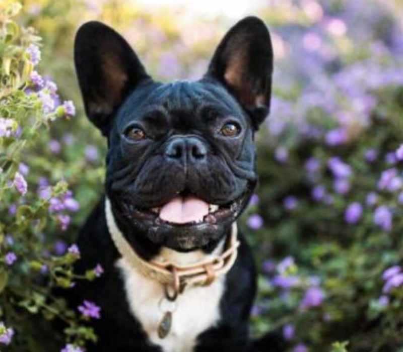 Le bouledogue français vient de remporter la couronne en tant que meilleure race de chien d'Amérique, faisant tomber le Labrador Retriever de son trône après 31 ans