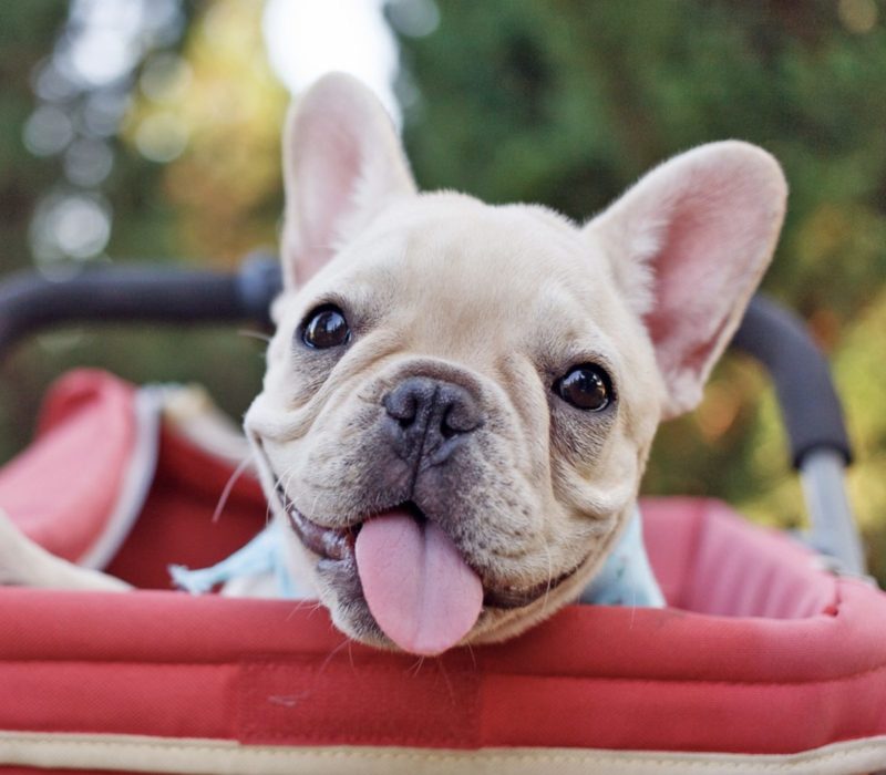 Le bouledogue français vient de remporter la couronne en tant que meilleure race de chien d'Amérique, faisant tomber le Labrador Retriever de son trône après 31 ans