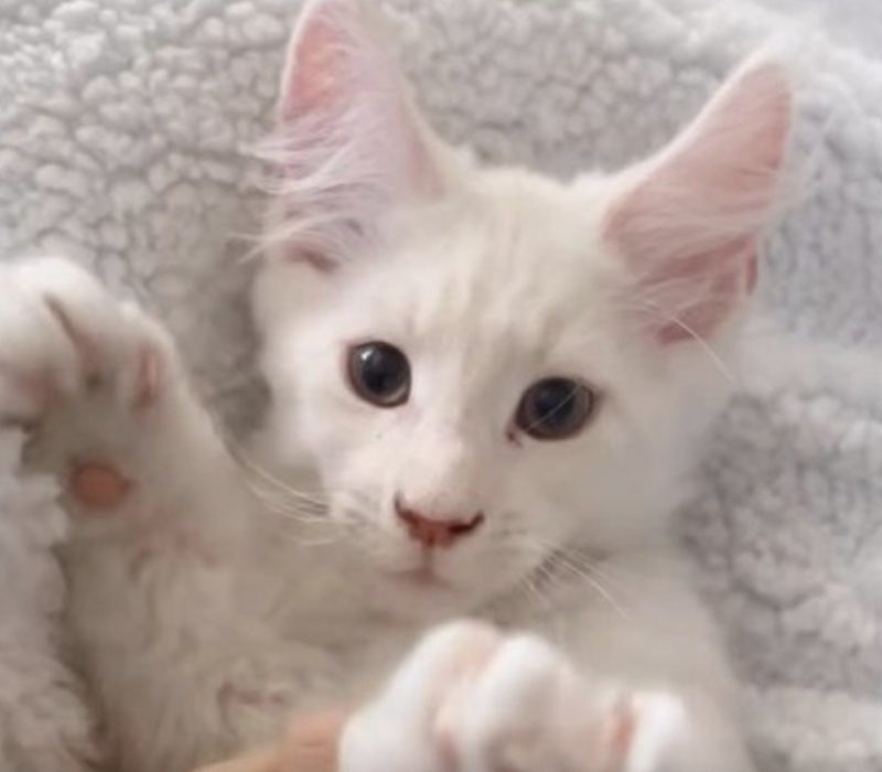 La maman Maine Coon a gentiment dévoilé le poids de chacun des chats de maman. Ils ont des tailles étonnantes