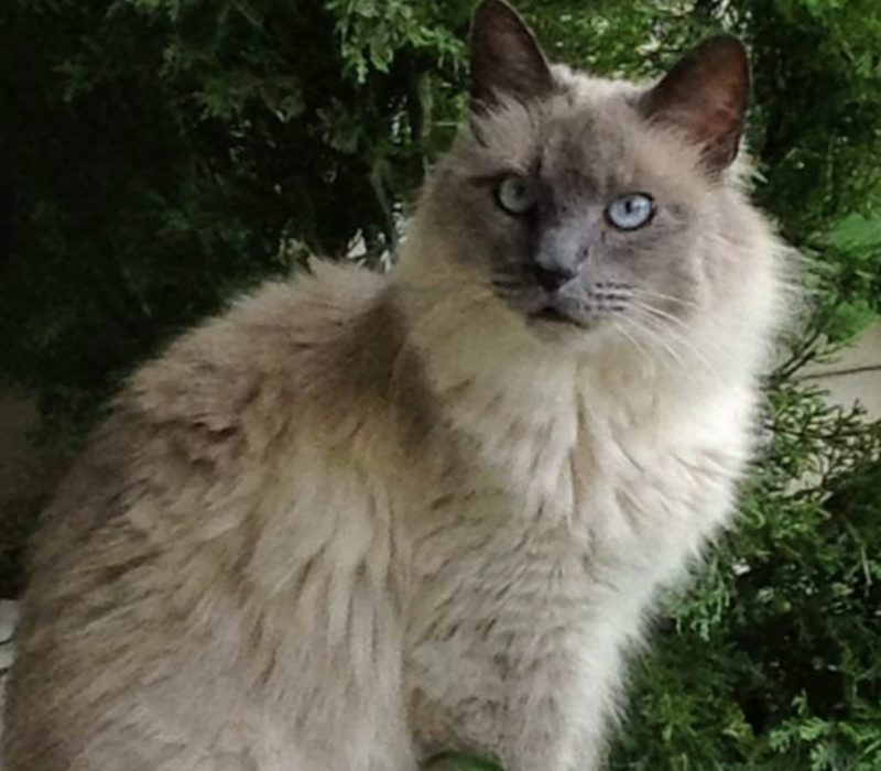 Après avoir été envoyé chez le vétérinaire pour des problèmes de bac à litière, le chat trouve un foyer où il n'est "pas jetable"