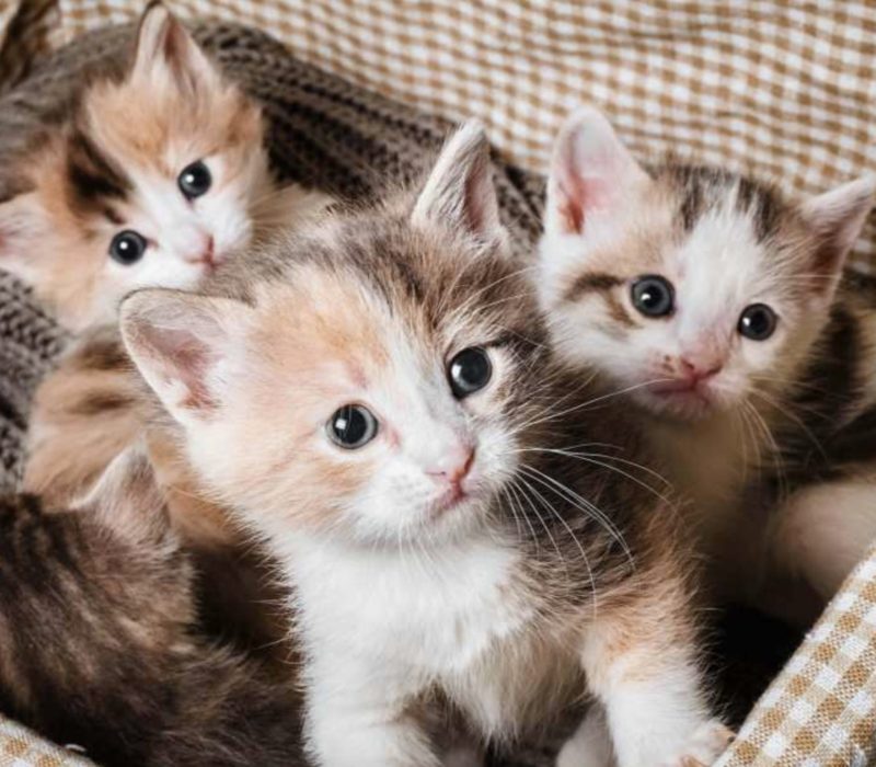 Ankara, en Turquie, est le lieu de naissance d'un chat à quatre oreilles qui a des fans partout dans le monde