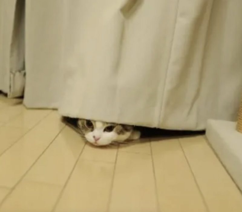 Vous allez avoir du mal à comprendre le nouvel endroit préféré hilarant de ce chat. Les animaux sont extraordinaires