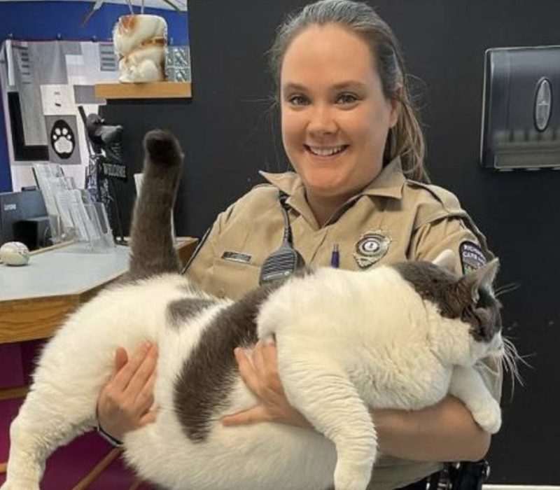 Patches, à 18 kg. Ce chat trouve un foyer aimant avec un propriétaire qui se consacre à l'aider à atteindre un poids santé