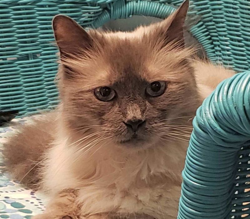 Après avoir été envoyé chez le vétérinaire pour des problèmes de bac à litière, le chat trouve un foyer où il n'est "pas jetable"