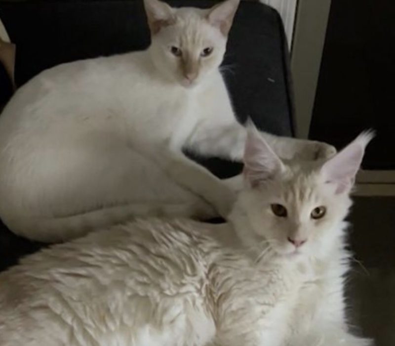 La maman Maine Coon a gentiment dévoilé le poids de chacun des chats de maman. Ils ont des tailles étonnantes
