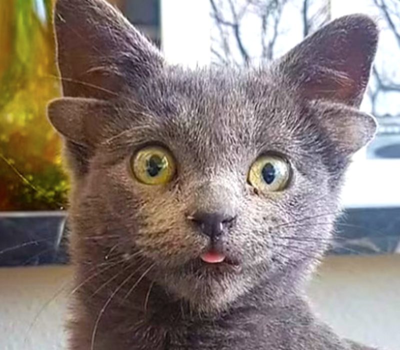 Ankara, en Turquie, est le lieu de naissance d'un chat à quatre oreilles qui a des fans partout dans le monde