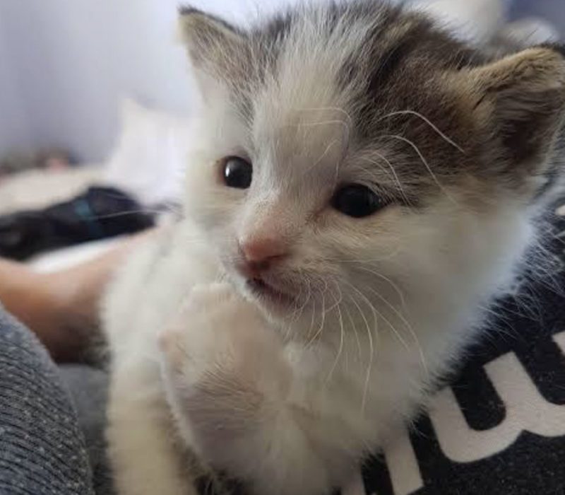 Les chances d'une licorne sont meilleures que celles de trouver un animal unique en son genre dans une poubelle