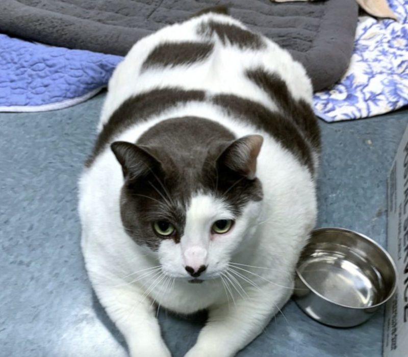 Patches, à 18 kg. Ce chat trouve un foyer aimant avec un propriétaire qui se consacre à l'aider à atteindre un poids santé