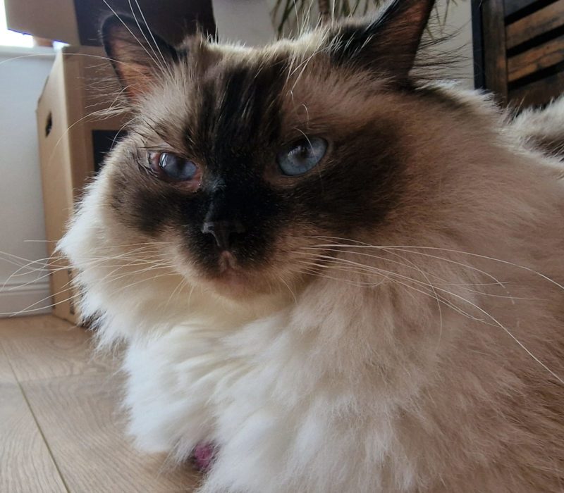 Après avoir été envoyé chez le vétérinaire pour des problèmes de bac à litière, le chat trouve un foyer où il n'est "pas jetable"