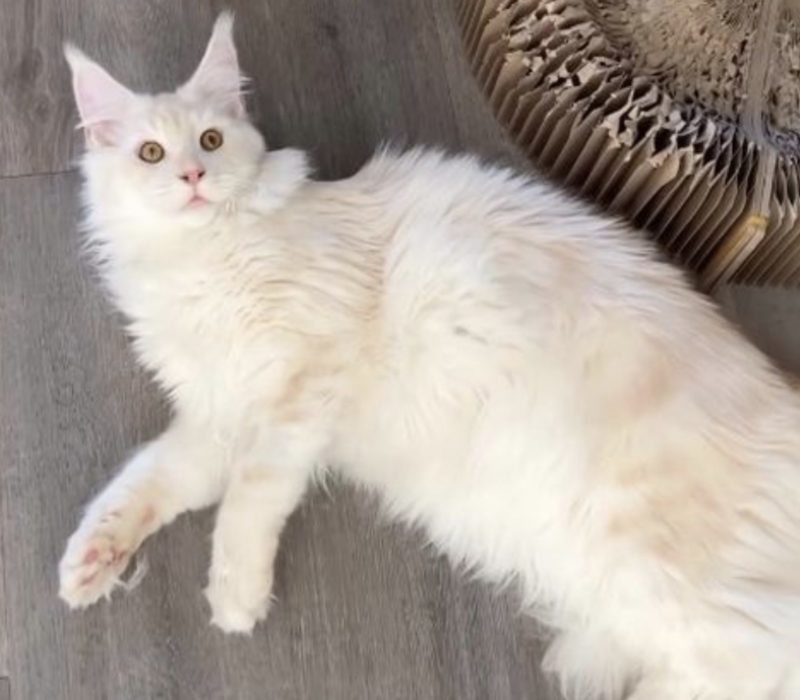 La maman Maine Coon a gentiment dévoilé le poids de chacun des chats de maman. Ils ont des tailles étonnantes