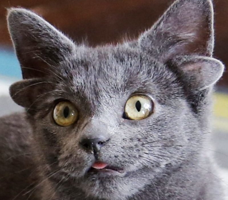 Ankara, en Turquie, est le lieu de naissance d'un chat à quatre oreilles qui a des fans partout dans le monde