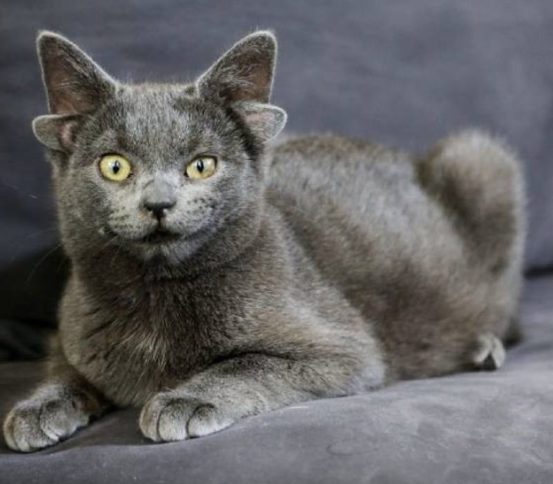 Ankara, en Turquie, est le lieu de naissance d'un chat à quatre oreilles qui a des fans partout dans le monde