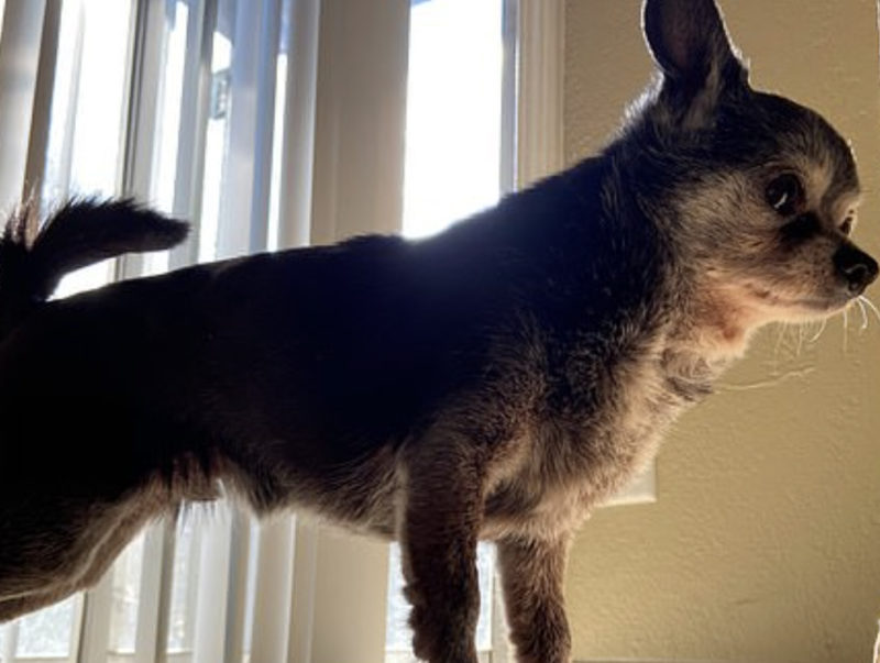 Cette femme a donné au Chihuahua senior, Shorty, une seconde chance dans la vie malgré son âge et son poids