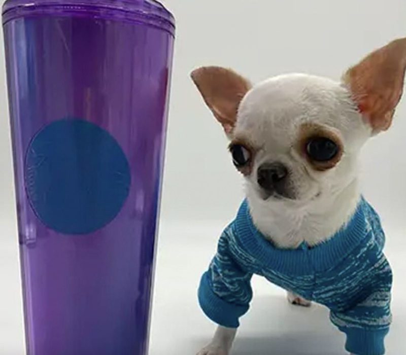 Pearl le Chihuahua, qui ne mesure que 3,59 pouces, détient désormais le record du plus petit chien du monde