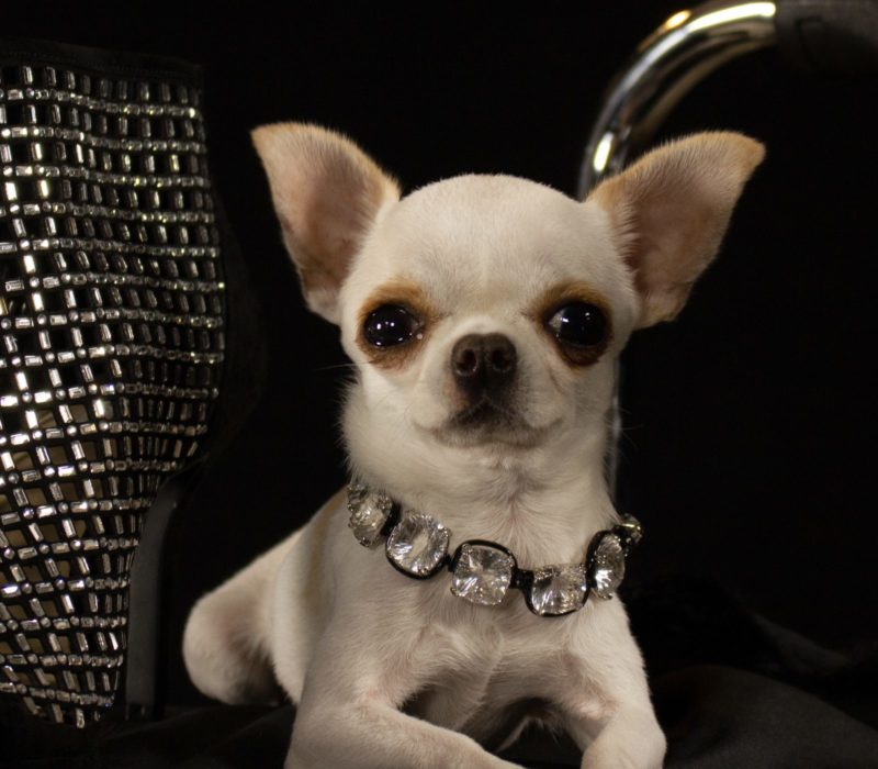 Pearl le Chihuahua, qui ne mesure que 3,59 pouces, détient désormais le record du plus petit chien du monde