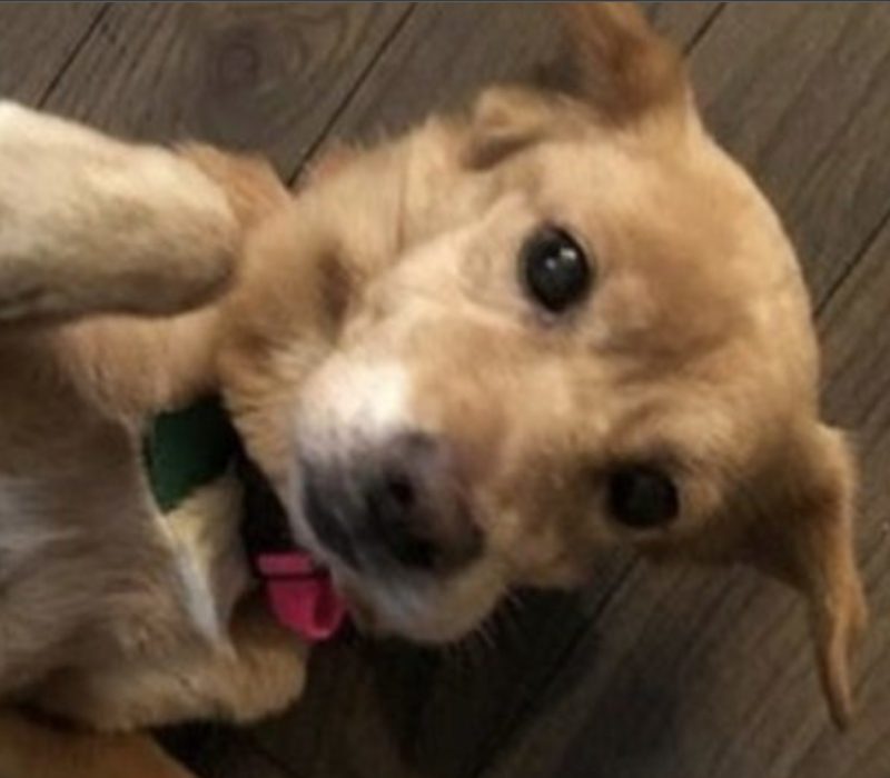 Le malheureux chien errant s'introduit chez quelqu'un et parvient à le persuader de prendre soin de lui