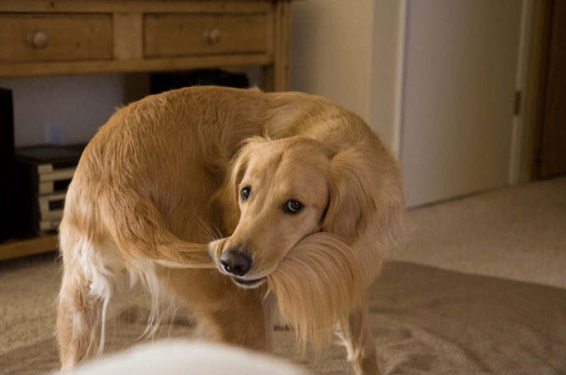 Le malheureux chien errant s'introduit chez quelqu'un et parvient à le persuader de prendre soin de lui
