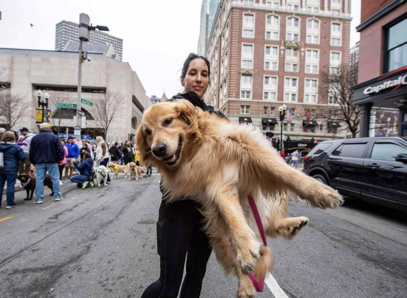 Sur la ligne d'arrivée du marathon de Boston, des Golden Retrievers se rassemblent pour rendre hommage à un fan de courses canines