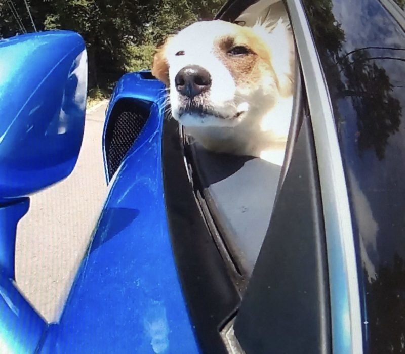 Un projet de loi de Floride envisageait d'interdire aux chiens de pendre la tête aux vitres des voitures. C'est une excellente idée