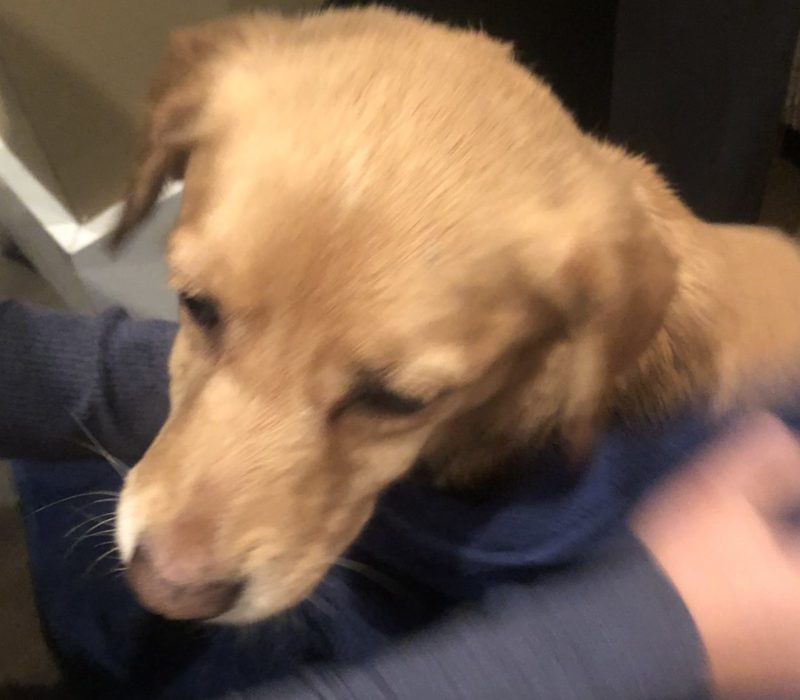 Le malheureux chien errant s'introduit chez quelqu'un et parvient à le persuader de prendre soin de lui