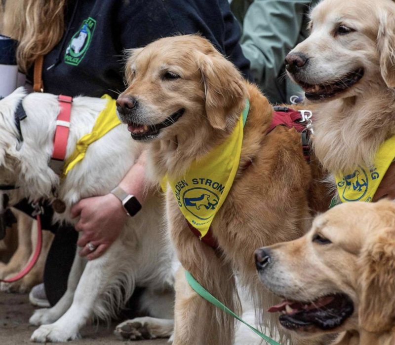 Sur la ligne d'arrivée du marathon de Boston, des Golden Retrievers se rassemblent pour rendre hommage à un fan de courses canines