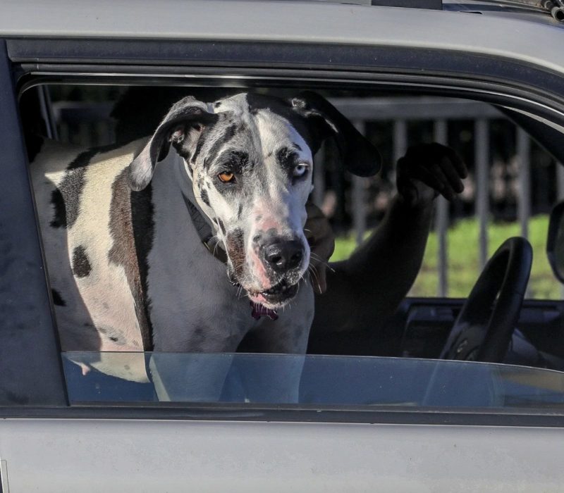 Un projet de loi de Floride envisageait d'interdire aux chiens de pendre la tête aux vitres des voitures. C'est une excellente idée