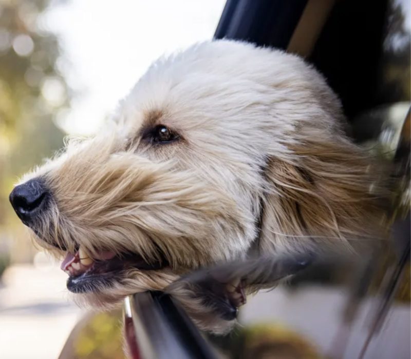 Un projet de loi de Floride envisageait d'interdire aux chiens de pendre la tête aux vitres des voitures. C'est une excellente idée
