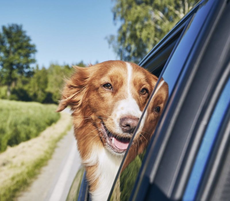Un projet de loi de Floride envisageait d'interdire aux chiens de pendre la tête aux vitres des voitures. C'est une excellente idée