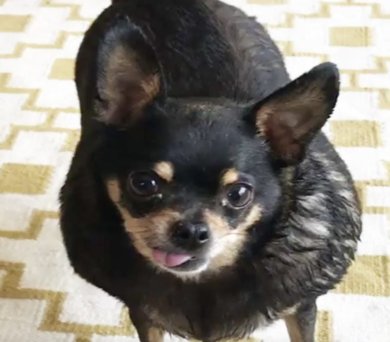 Cette femme a donné au Chihuahua senior, Shorty, une seconde chance dans la vie malgré son âge et son poids