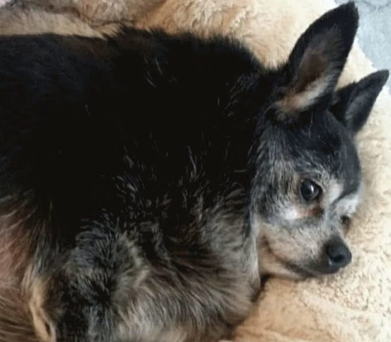 Cette femme a donné au Chihuahua senior, Shorty, une seconde chance dans la vie malgré son âge et son poids