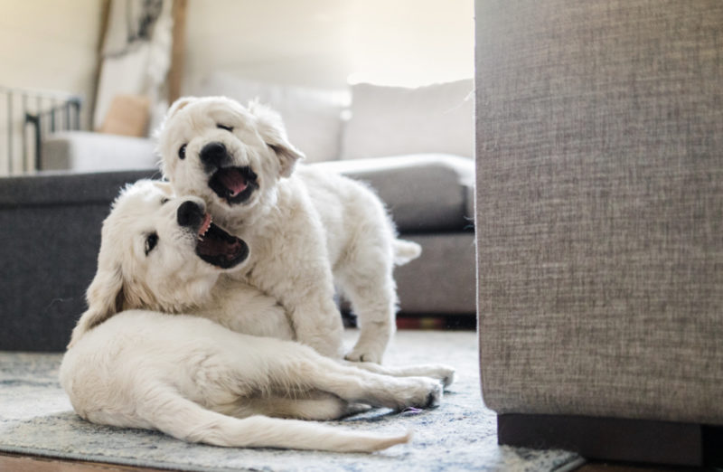Au refuge pour animaux, une femme découvre le jumeau de son chien et l'adopte aussitôt. Ils forment une famille merveilleuse