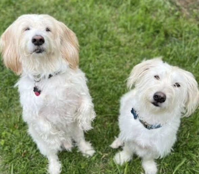 Au refuge pour animaux, une femme découvre le jumeau de son chien et l'adopte aussitôt. Ils forment une famille merveilleuse