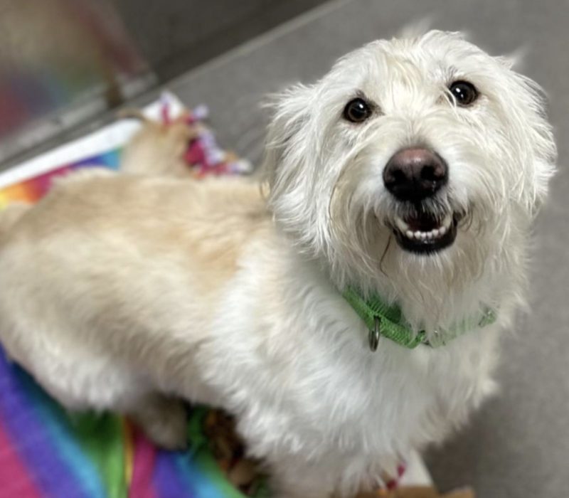 Au refuge pour animaux, une femme découvre le jumeau de son chien et l'adopte aussitôt. Ils forment une famille merveilleuse