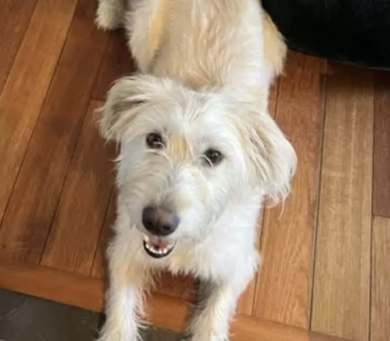Au refuge pour animaux, une femme découvre le jumeau de son chien et l'adopte aussitôt. Ils forment une famille merveilleuse