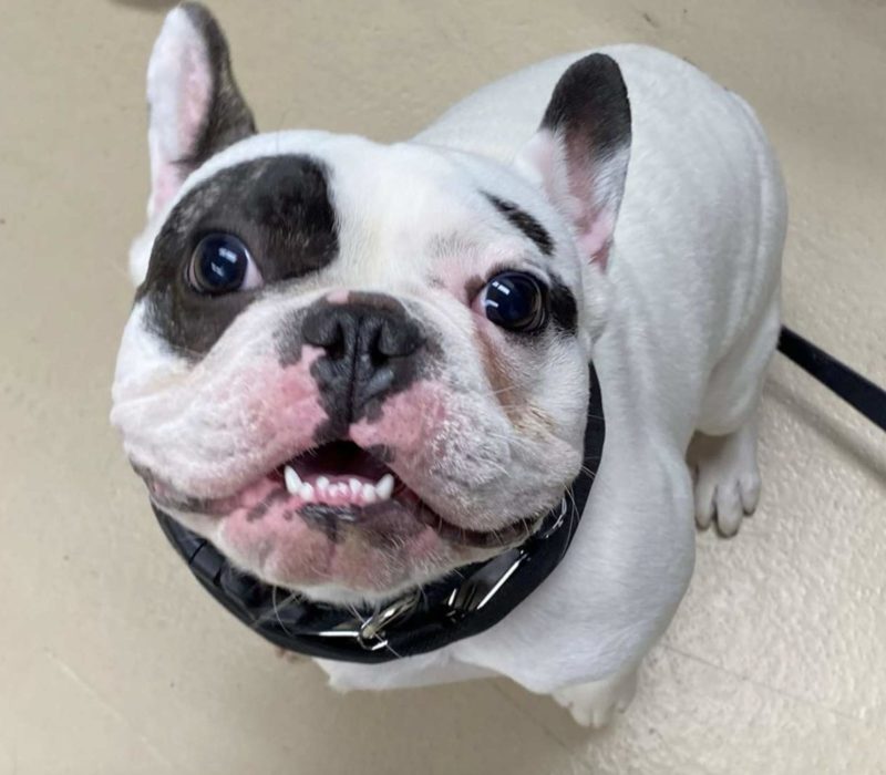 Chien démon après avoir été adopté, Ralphie brille dans l'entraînement d'agilité : Il va faire des choses incroyables