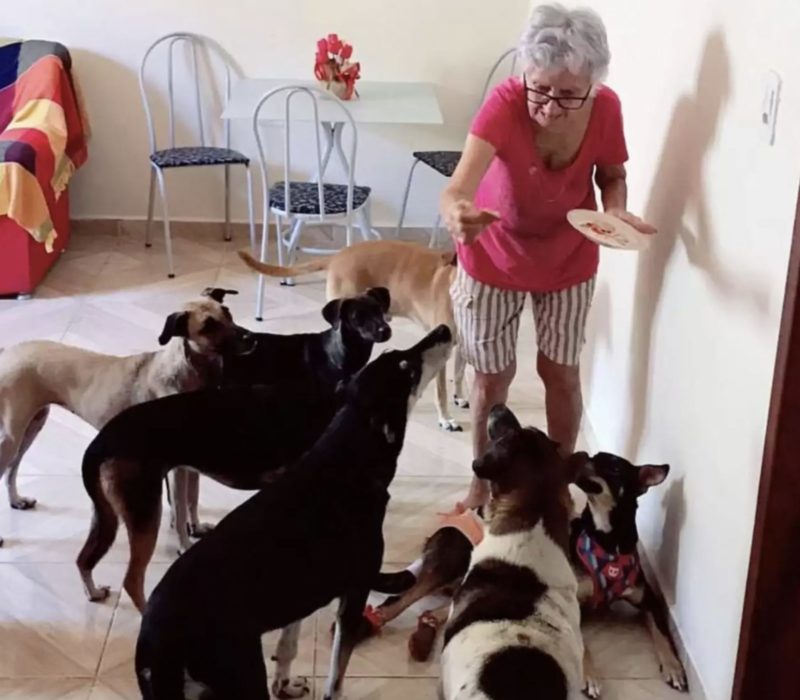 La fête d'anniversaire la plus grandiose et la plus chaleureuse de tous les temps comprend dix chiens et une femme âgée du Brésil