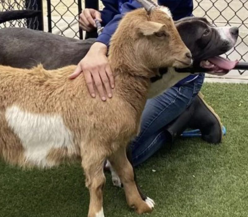 Un chien fidèle et sa meilleure amie, une chèvre, trouvent une ferme où ils pourraient être inséparables pour le reste de leur vie