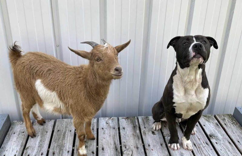 Un chien fidèle et sa meilleure amie, une chèvre, trouvent une ferme où ils pourraient être inséparables pour le reste de leur vie