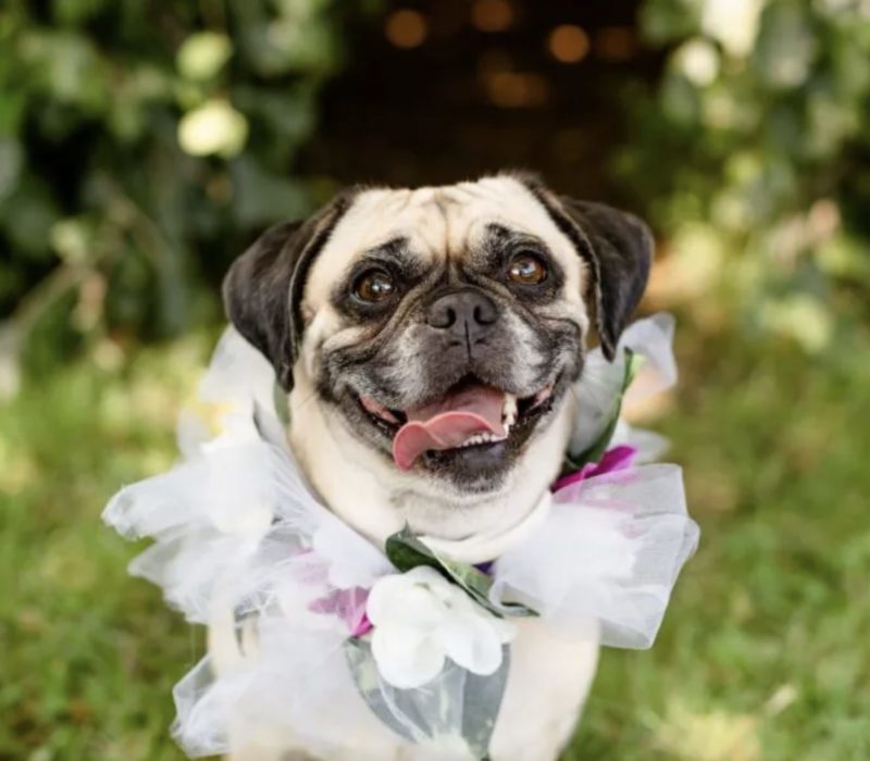 Des amis lancent un service de planification de mariage pour les chiens afin de s'assurer que les chiots peuvent rejoindre le grand jour de leur propriétaire sans tracas