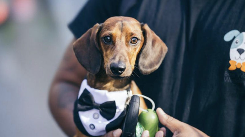 Des amis lancent un service de planification de mariage pour les chiens afin de s'assurer que les chiots peuvent rejoindre le grand jour de leur propriétaire sans tracas