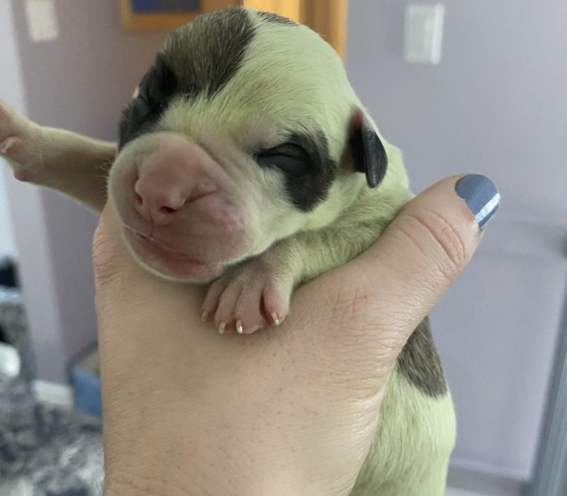 Un couple de la Nouvelle-Écosse a agrandi sa famille de manière inattendue avec l'ajout d'un chiot vert