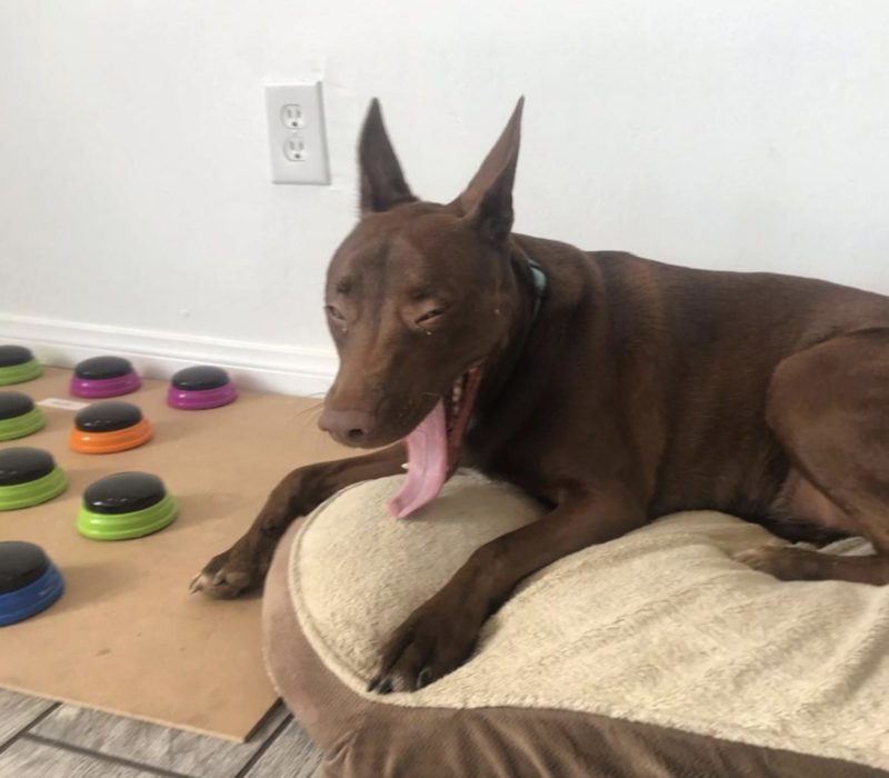 À l'aide d'une table d'harmonie sur mesure, une orthophoniste a pu apprendre à son chien à construire de vraies phrases