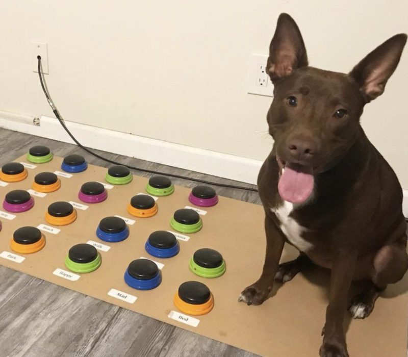 À l'aide d'une table d'harmonie sur mesure, une orthophoniste a pu apprendre à son chien à construire de vraies phrases