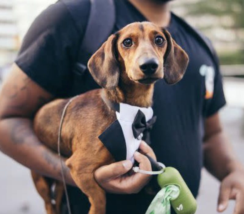 Des amis lancent un service de planification de mariage pour les chiens afin de s'assurer que les chiots peuvent rejoindre le grand jour de leur propriétaire sans tracas