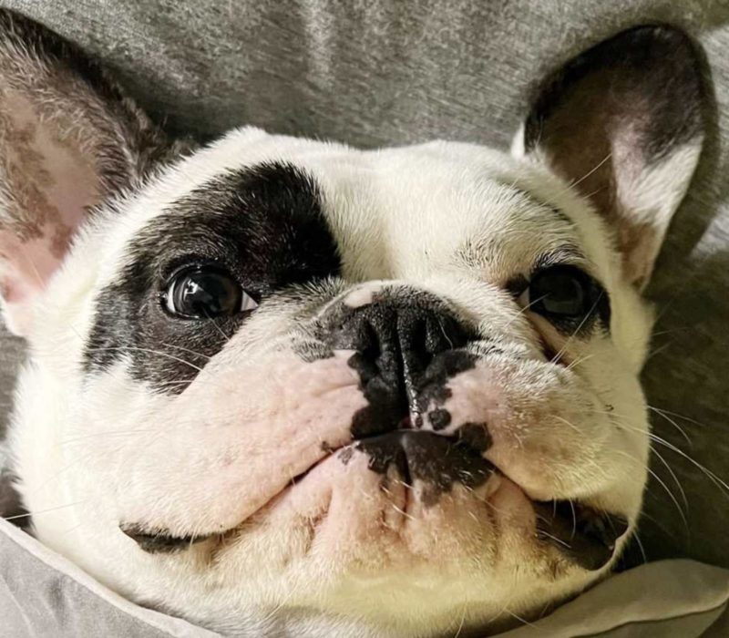 Chien démon après avoir été adopté, Ralphie brille dans l'entraînement d'agilité : Il va faire des choses incroyables