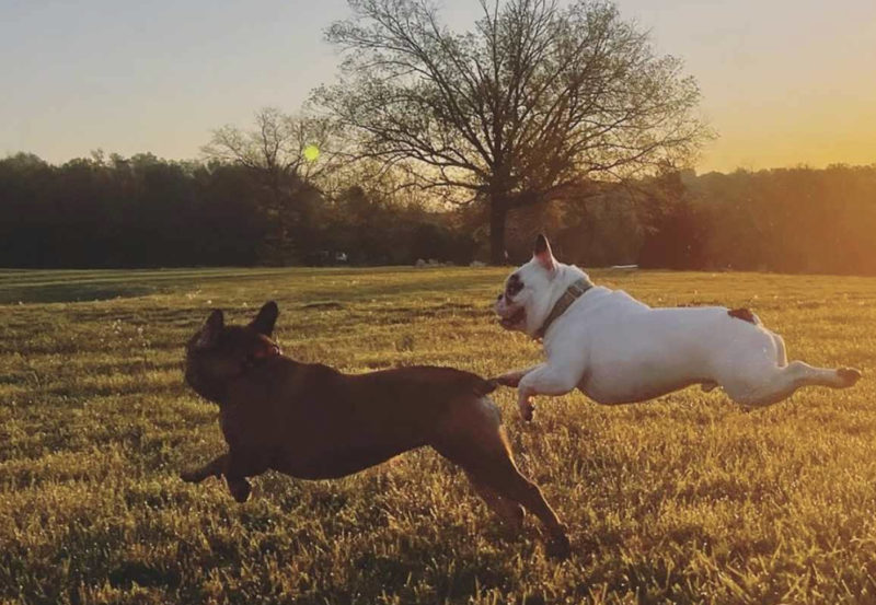 Chien démon après avoir été adopté, Ralphie brille dans l'entraînement d'agilité : Il va faire des choses incroyables